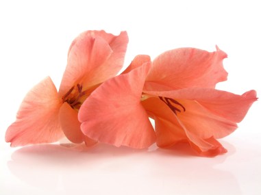 Drifter Gladiola dreamstime_xl_15523854 (2)